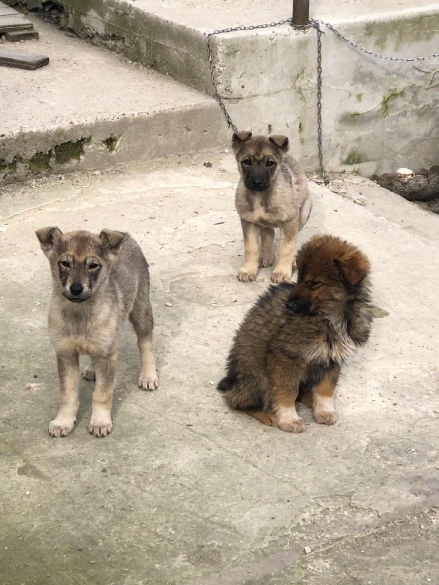 Ofer in dar caini, Husky Metis foto 1