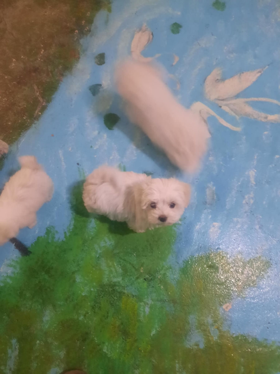 Vind bichon Maltez  фото 3