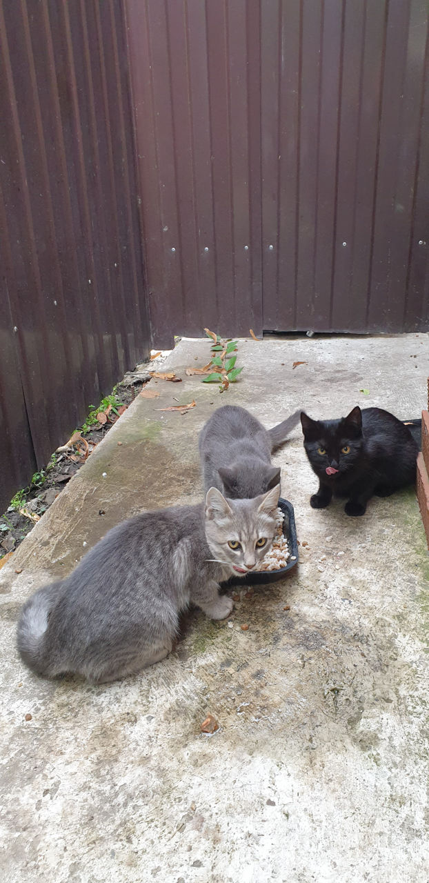 Отдам в хорошие руки!!!