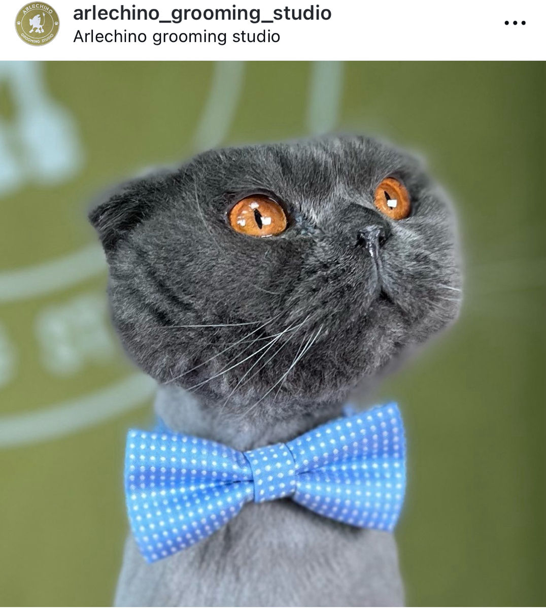 "Arlechino Grooming Studio". Буюканы. Стрижка кошек. foto 2