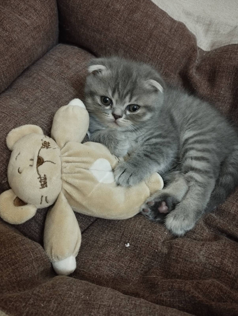 Шотландская кошка