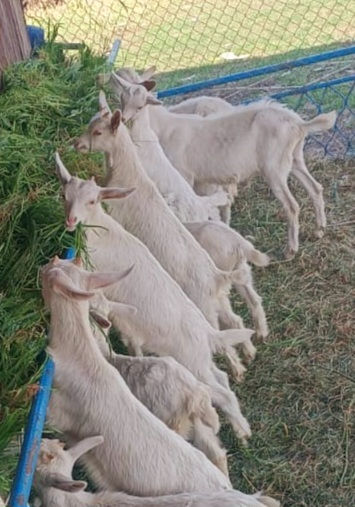 De vânzare: Capre și iedițe Saanen – rasă pură, lapte din belșug фото 2