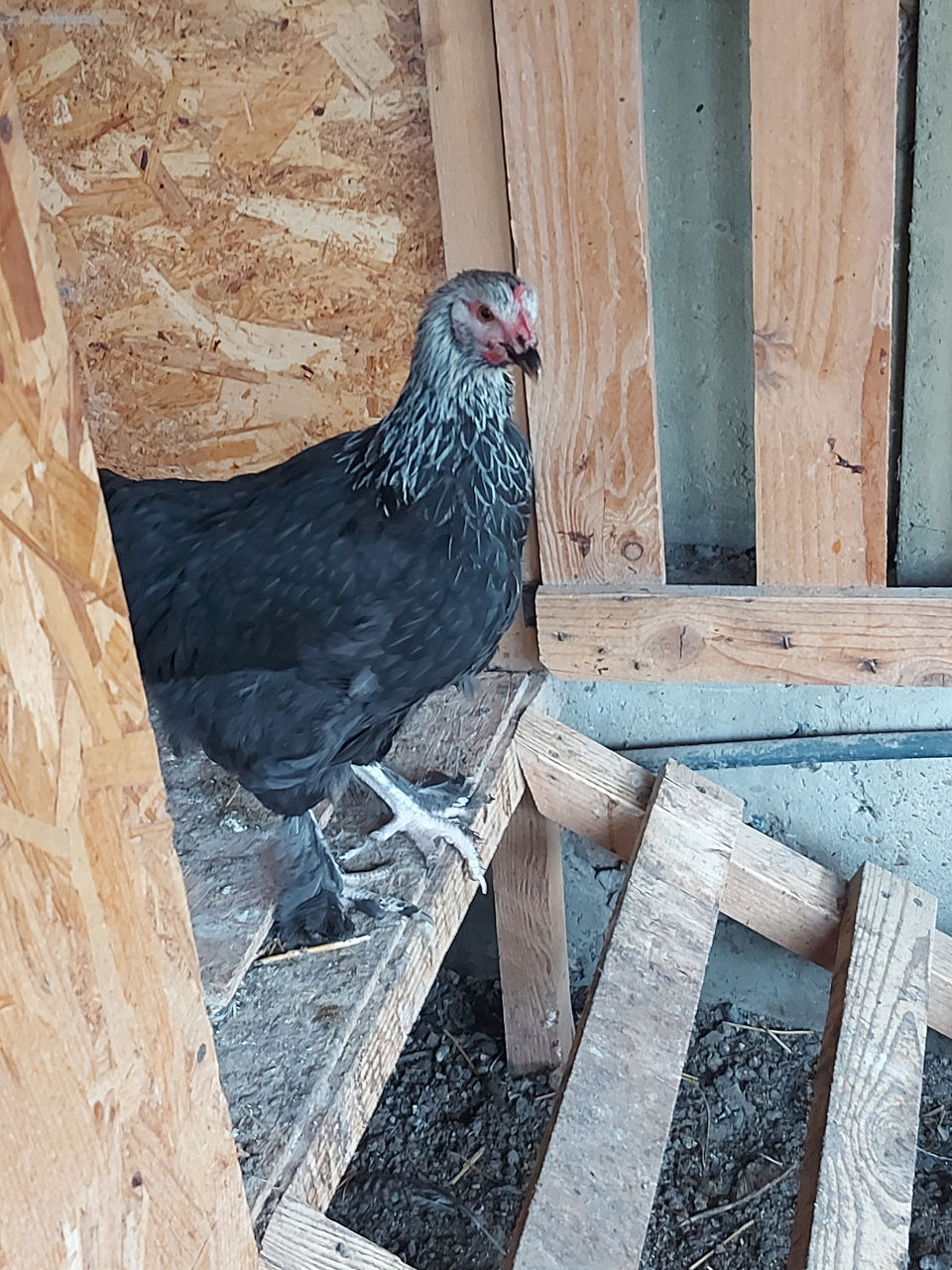 Цыплята суточные кур породы "французский маран" 50 лей