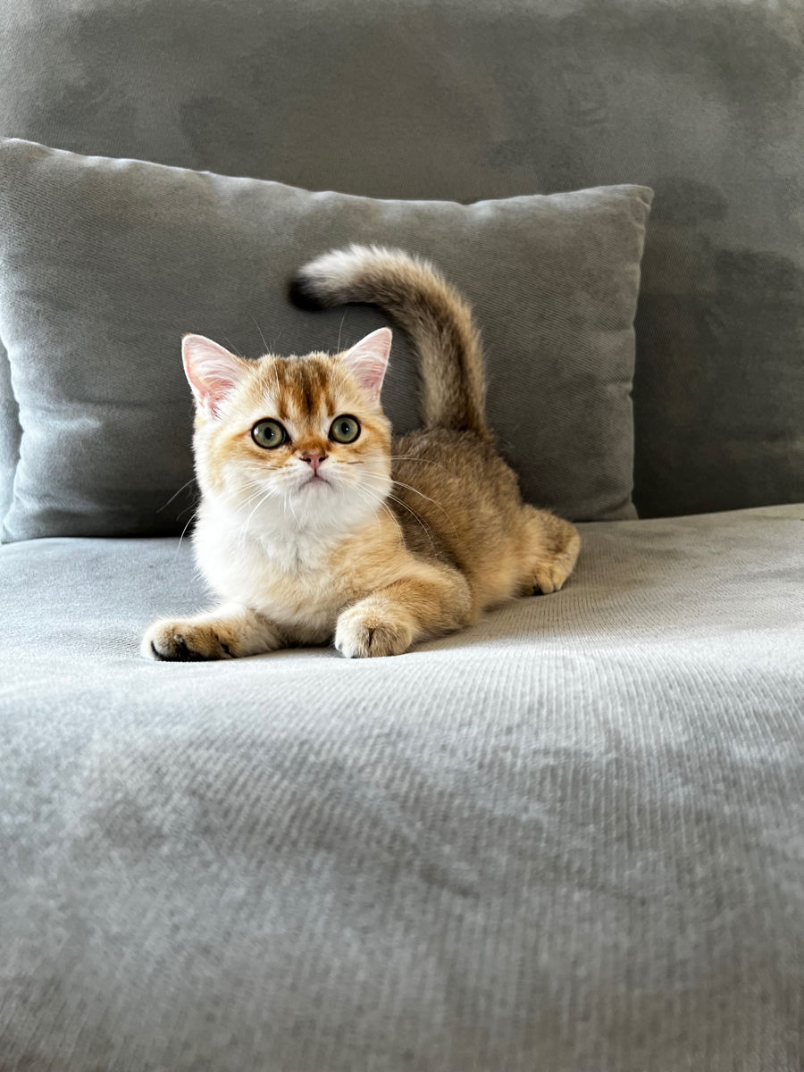 Золотые шотландские котята!
