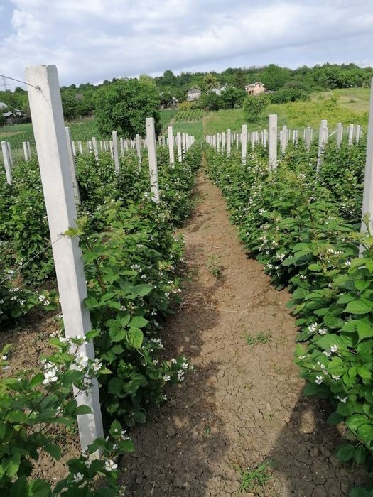 Pari pentru vie. Spalera. foto 1