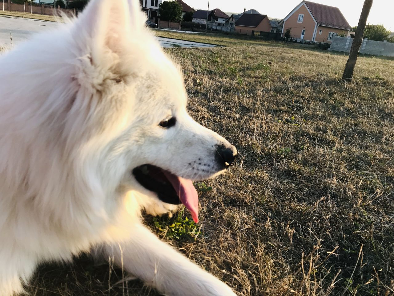 Se ofera pentru imperechere Samoyed - mascul foto 7