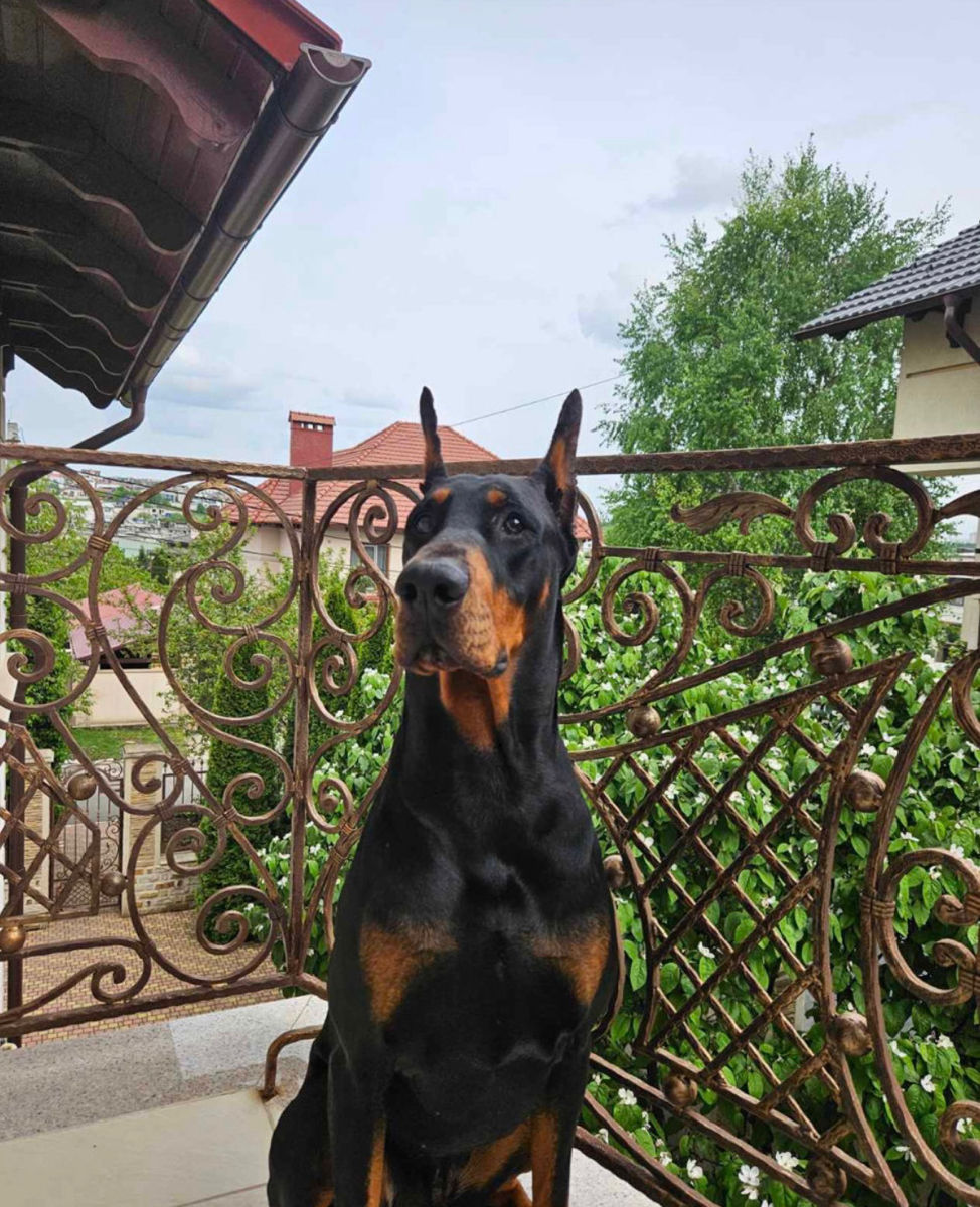 Doberman  foto 9