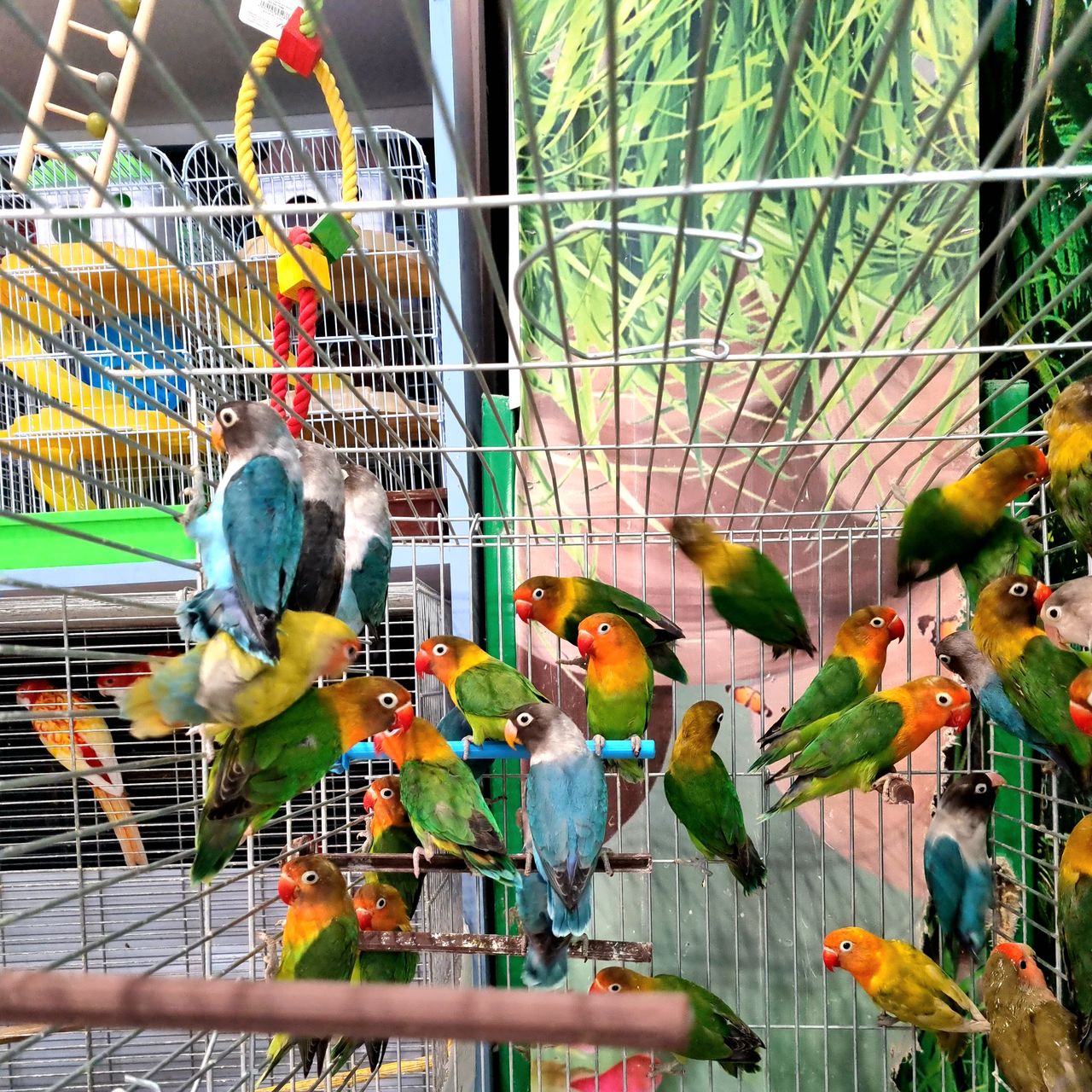 Продам неразлучники. Papagali Agapornis foto 1