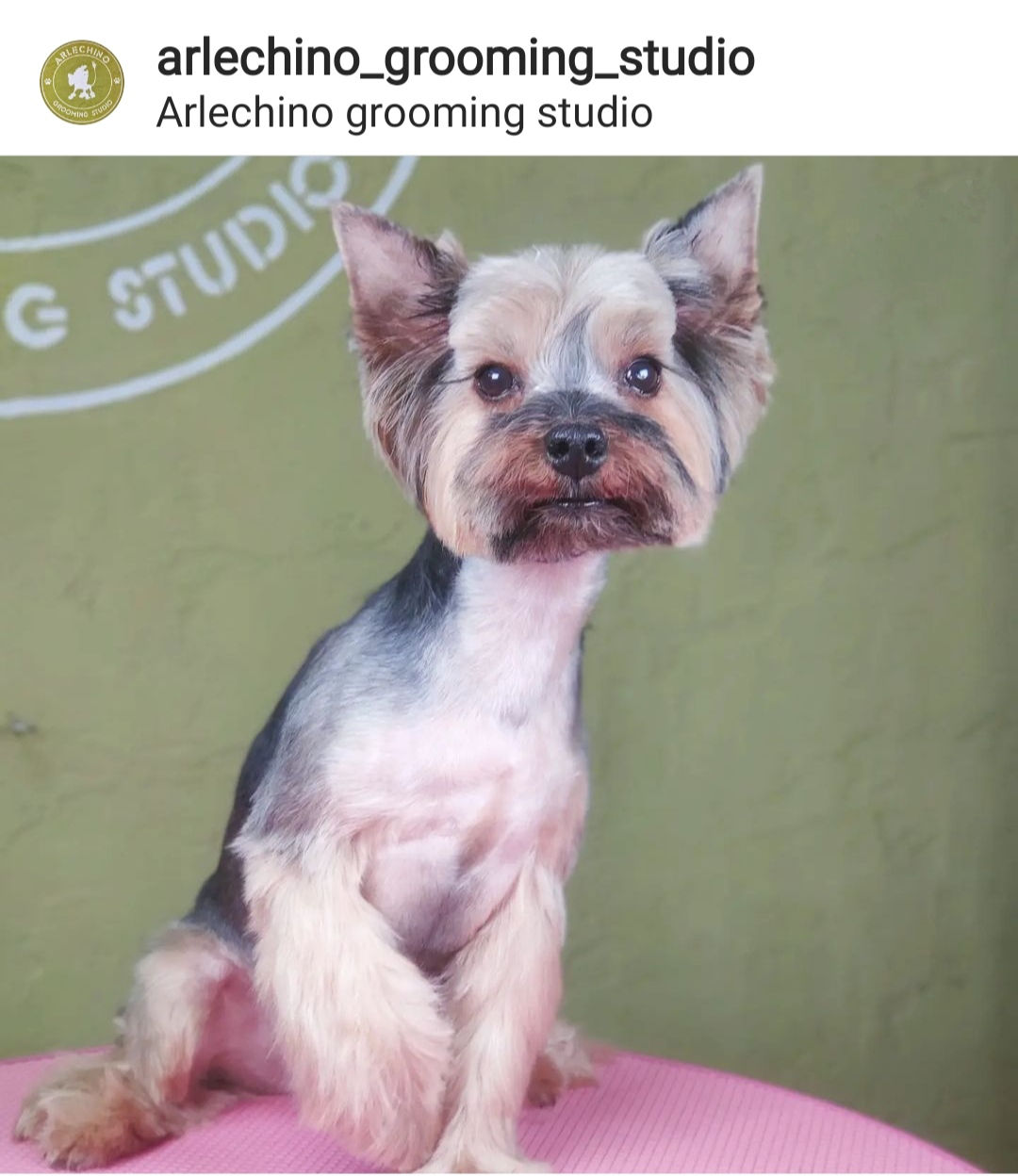 "Arlechino Grooming Studio". Buiucani. Îngrijirea cainilor si a pisicilor. foto 3