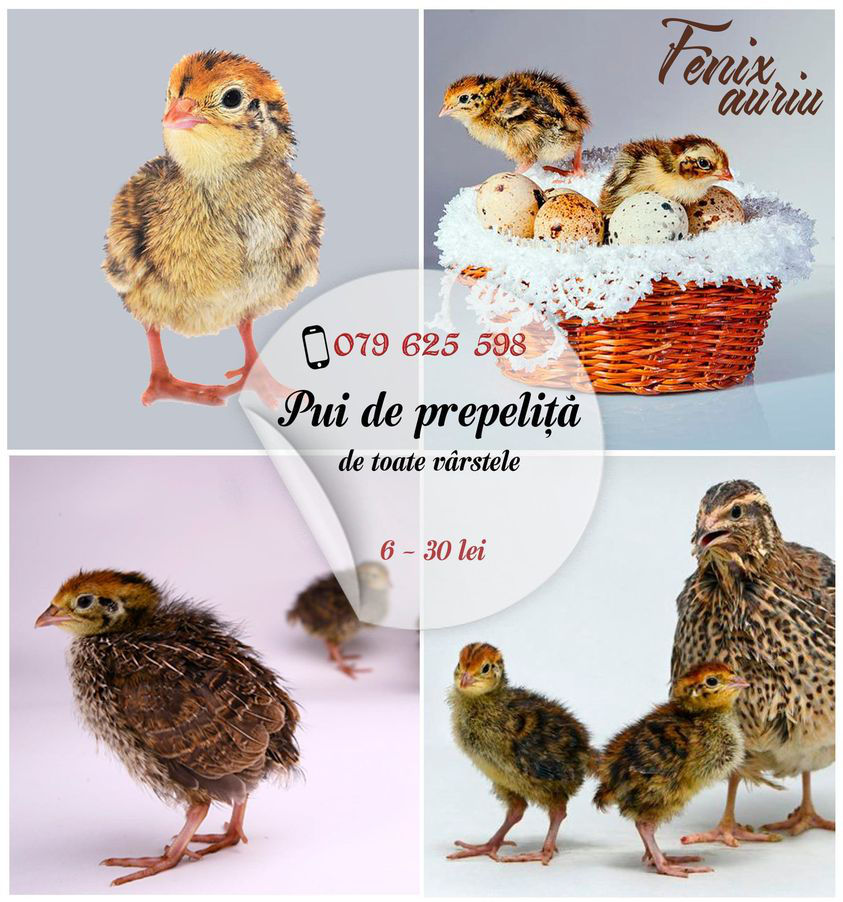 Ati hotarat sa cresteti prepelite? noi va ajutam!!! foto 1