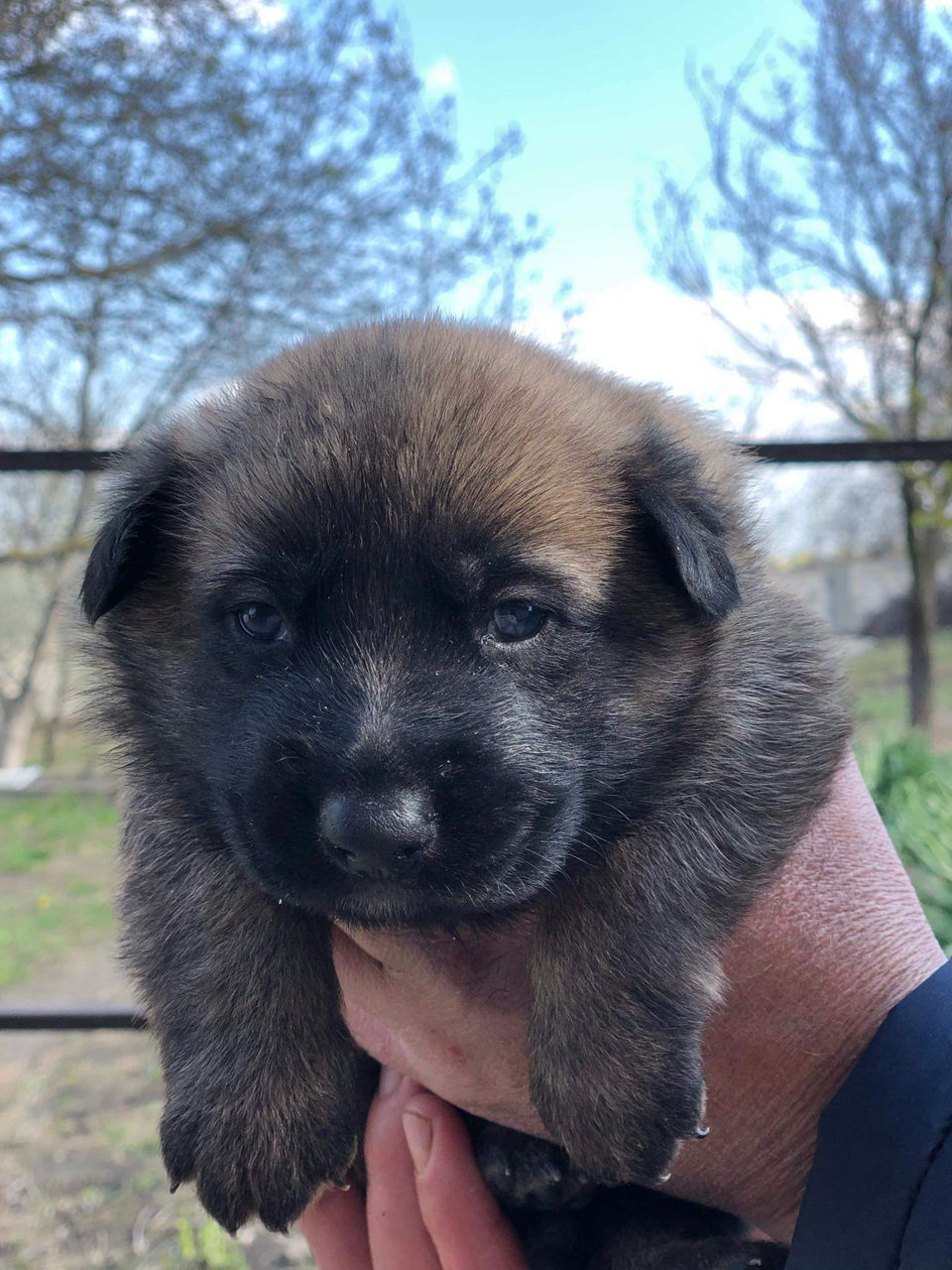 Vand Ciobanesc Belgian Malinois