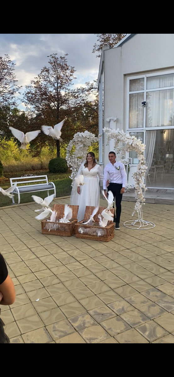 Porumbei pentru nunti, ceremonii foto 9