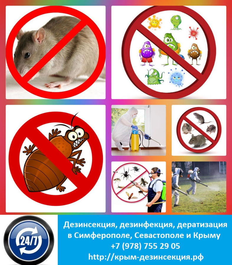 Дезинсекция, дезинфекция, дератизация в молдове (тараканы, клопы, мухи, блохи, крысы, мыши и др.) фото 4