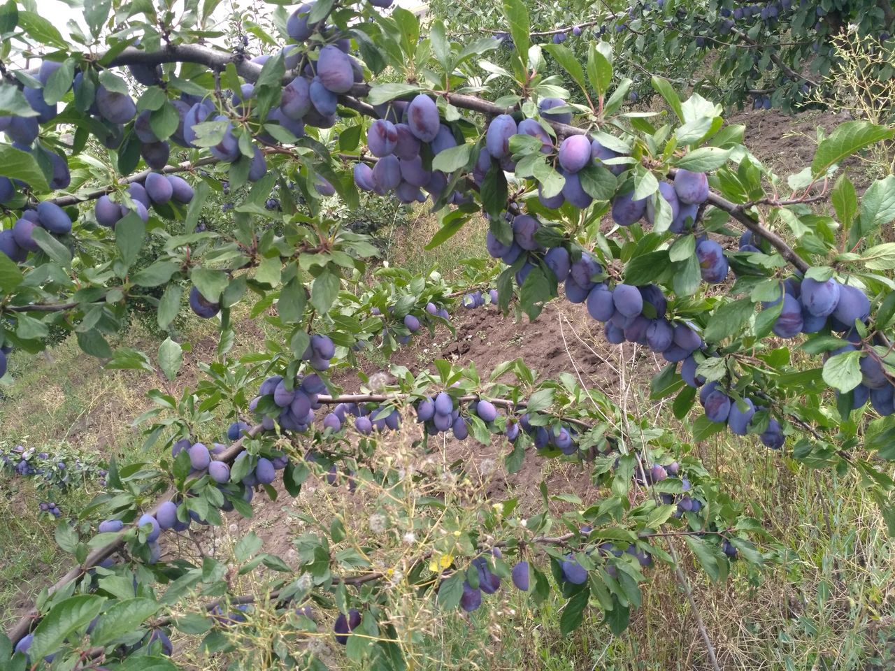 Слива стенлей фото дерева