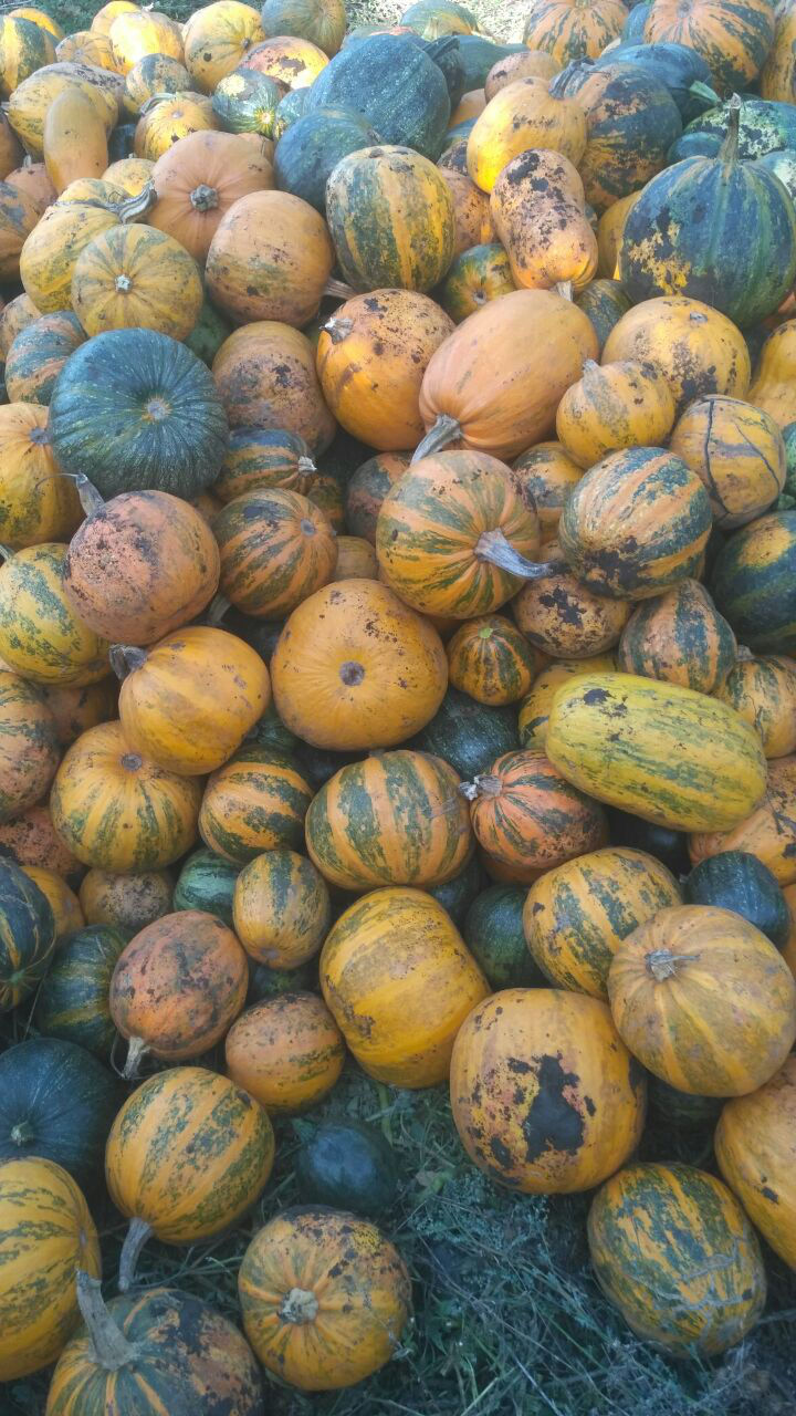 Продам тыкву