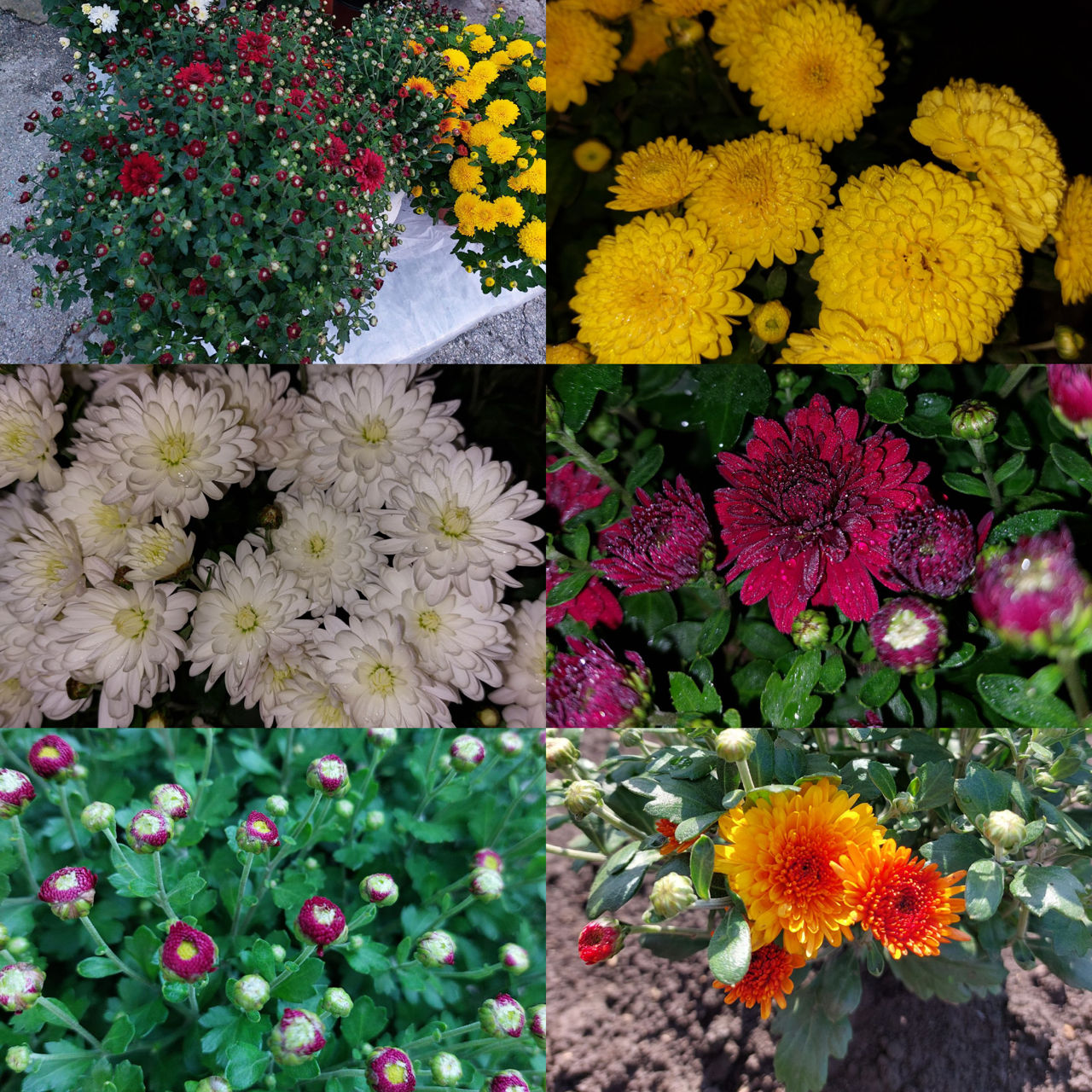 Crizanteme de vânzare