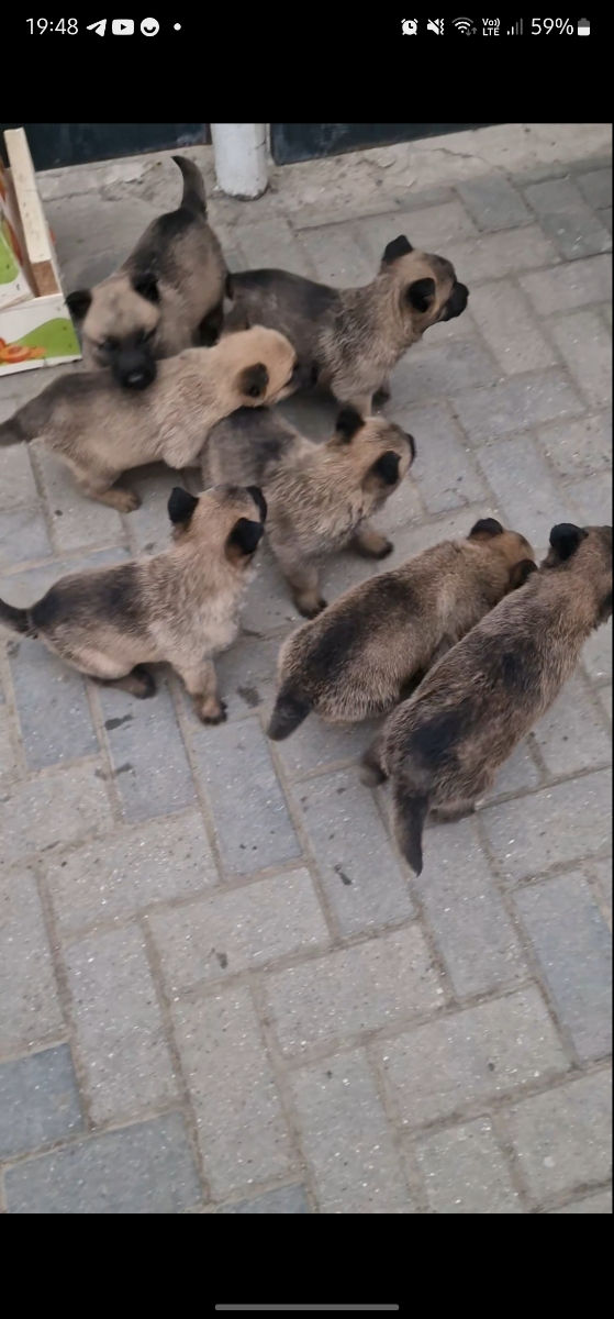 Ciobanesc belgian  foto 3