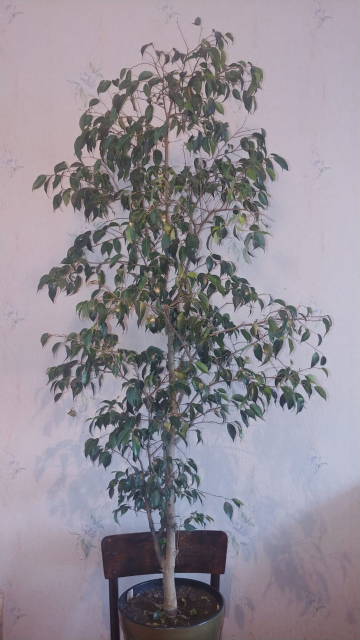Vând ficus foto 1