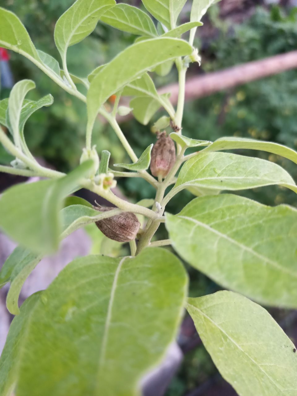 Ashwagandha sau Ginseng indian foto 1