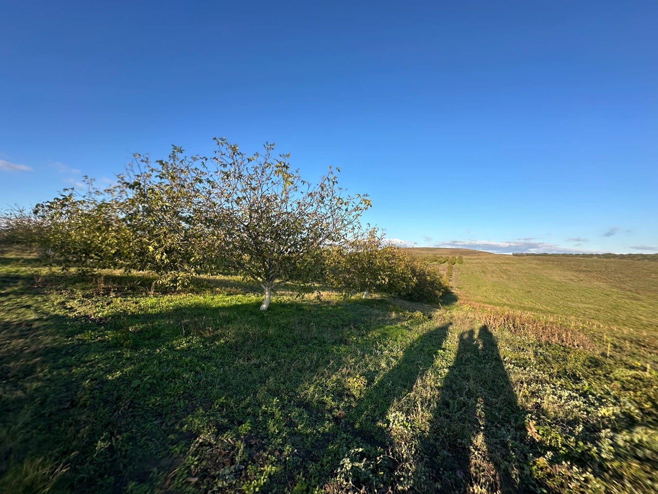 Vindem Teren Agricol cu Livadă 10ha+viță de vie 4ha+5ha  teren arabil. Țepoaia, comunaTigheci, Leova foto 11