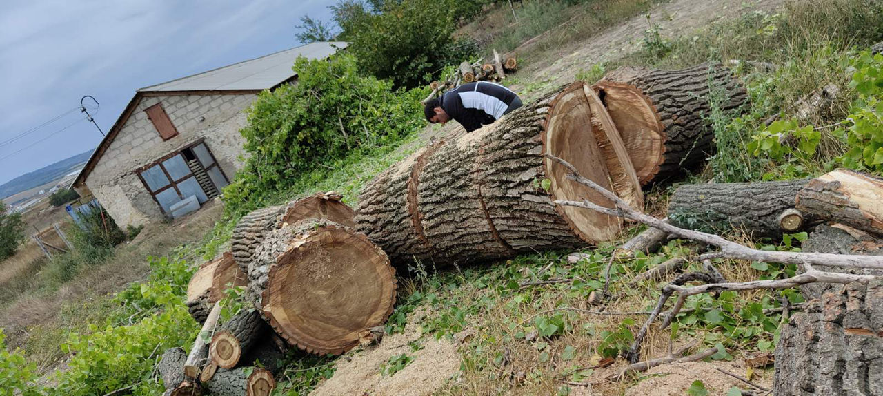 Полный комплекс услуг по спилу деревьев! foto 6