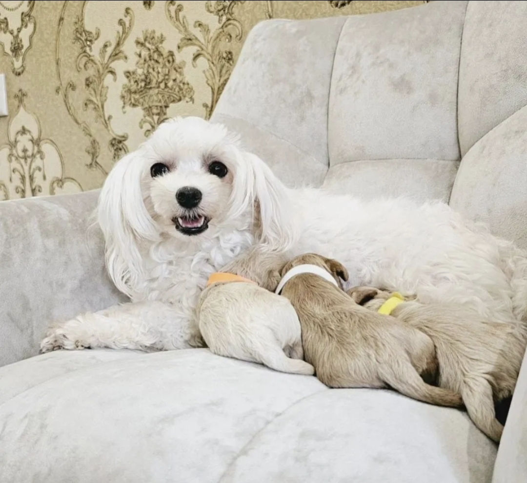Мальтипу Maltipoo maltipu foto 0