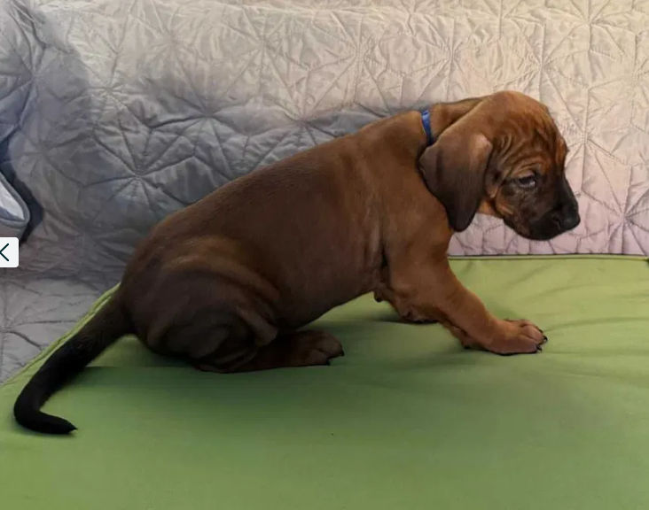 Pui Rhodesian Ridgeback de vânzare foto 2