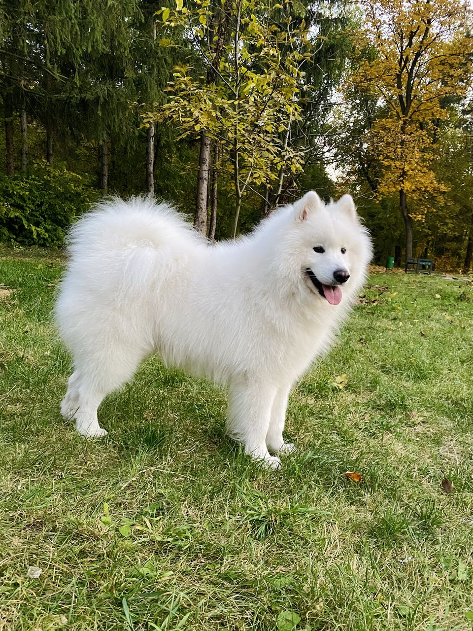 Самоед (Samoyed) для вязки (imperechere) фото 1