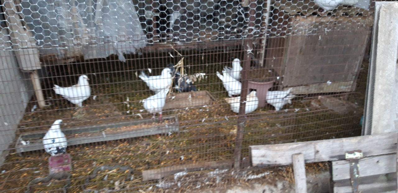 Vind porumbei king / продаются голуби кинг foto 0