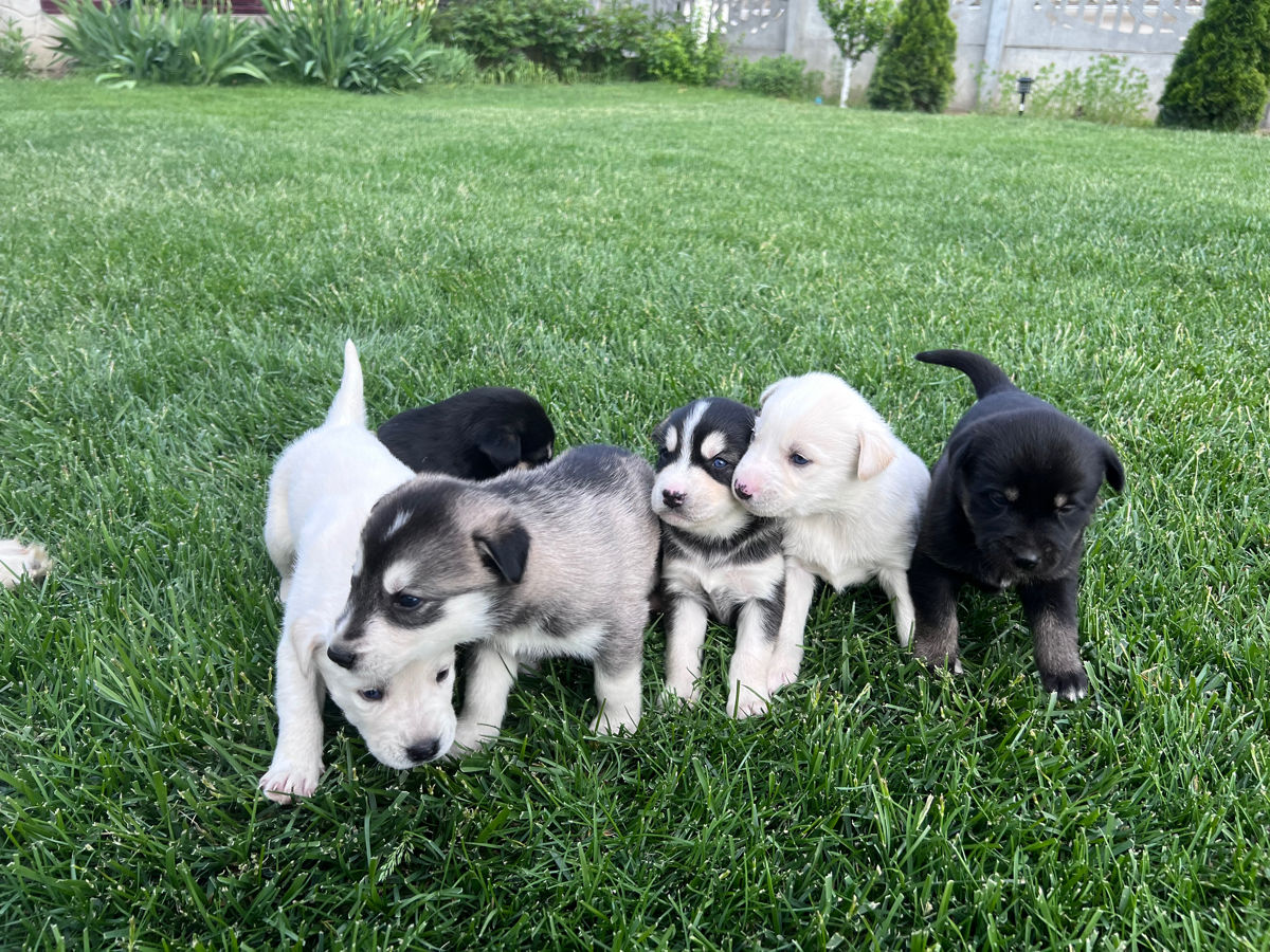 Vînd Metis Labrador & Husky foto 0