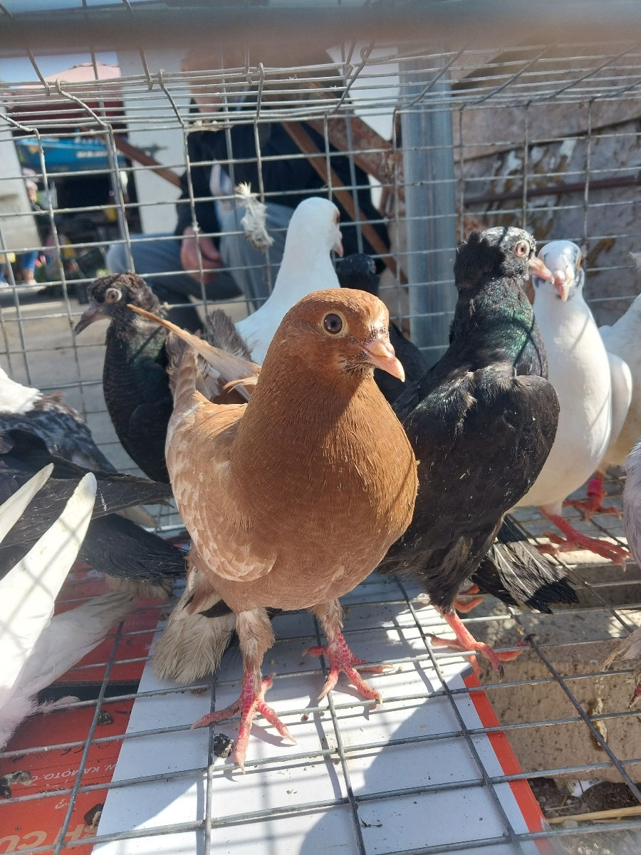 Vind Hulubi  foto 1