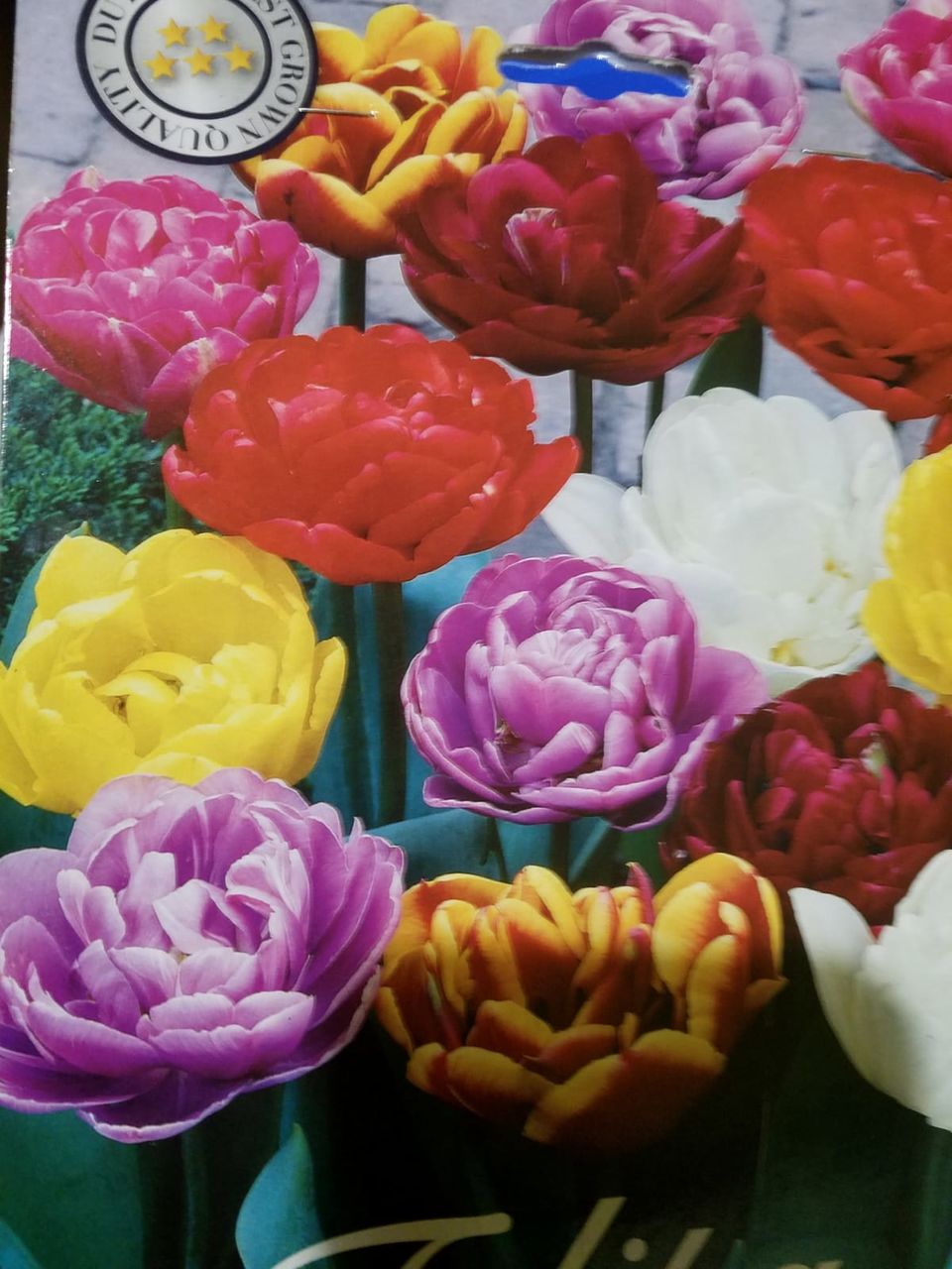 zambile, crocus, lalele, narcis, iris, branduse, fritillaria, muscari foto 8