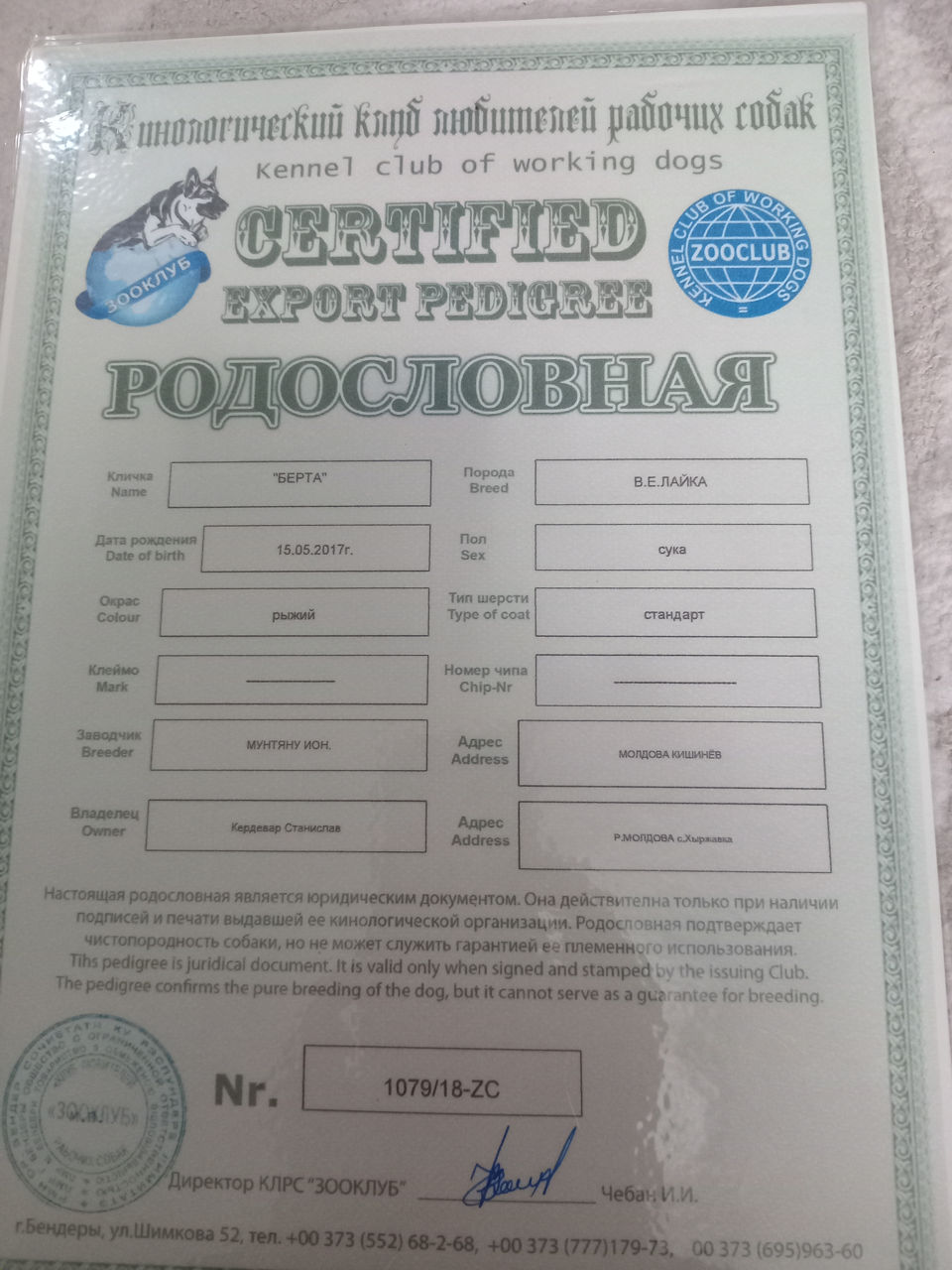 Щенки лайки.  фото 8