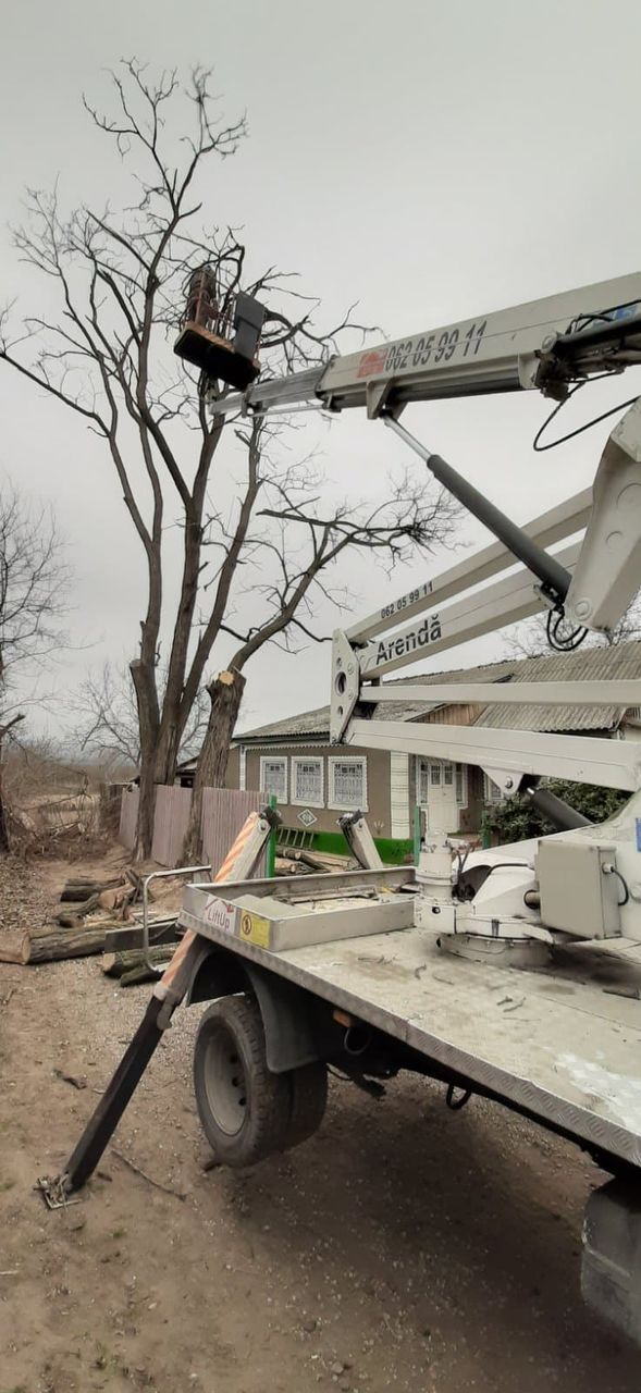 Taierea copacilor, curatarea copacilor, Masina Autoturn, Lucram in toata Moldova !!! foto 8