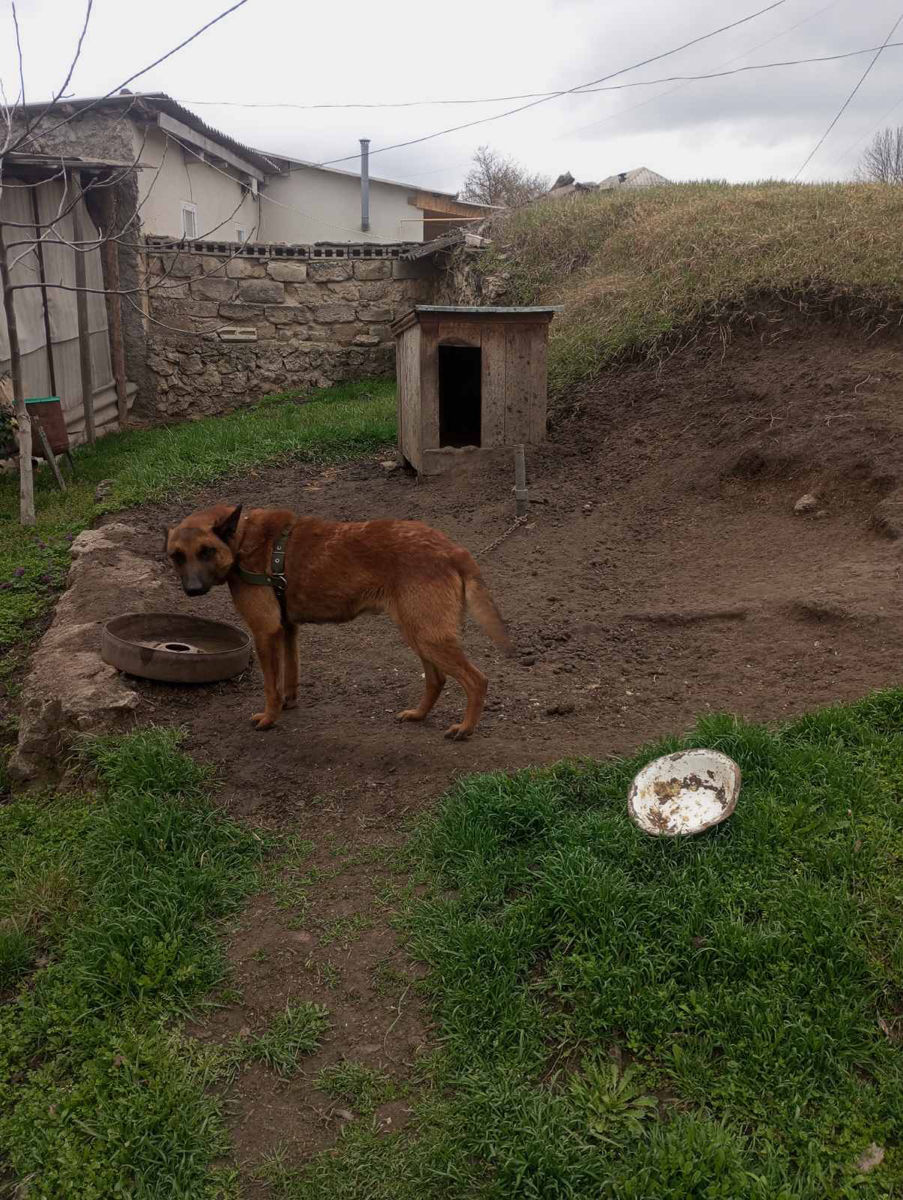 Vând câine ciobănesc belgian malinois  foto 2
