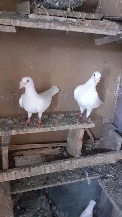 Hulubi  - Chehi -kokenhin Mramor- Karlic foto 4