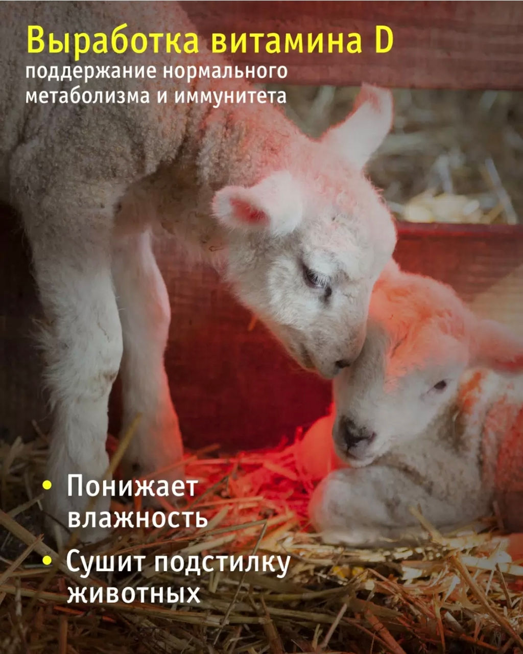 Becuri IKZ,лампы для обогрева птиц,животных Е27-25W,40W,60W,75W,100W,250W foto 4