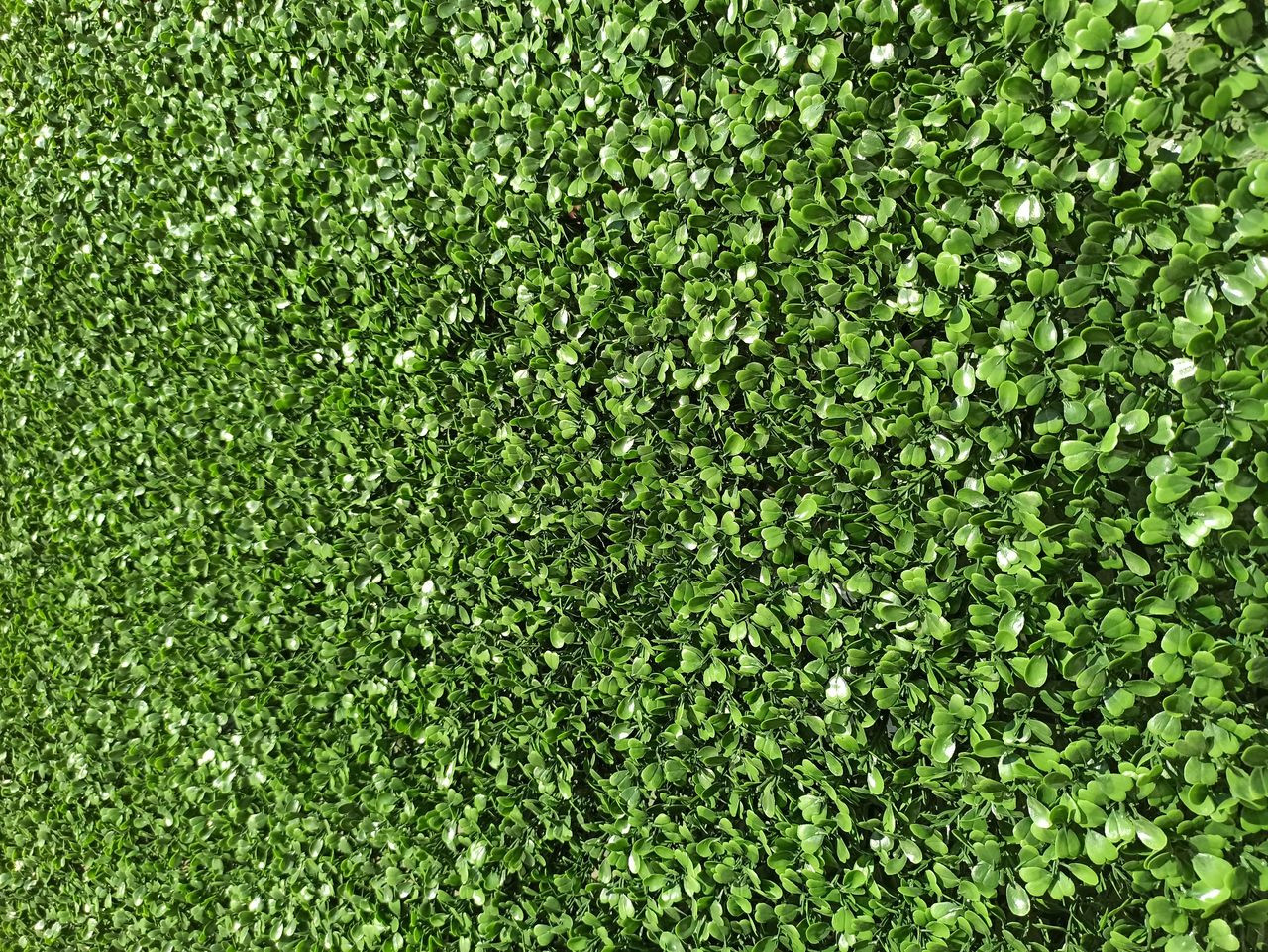 Декоративная зелень Boxwood foto 0