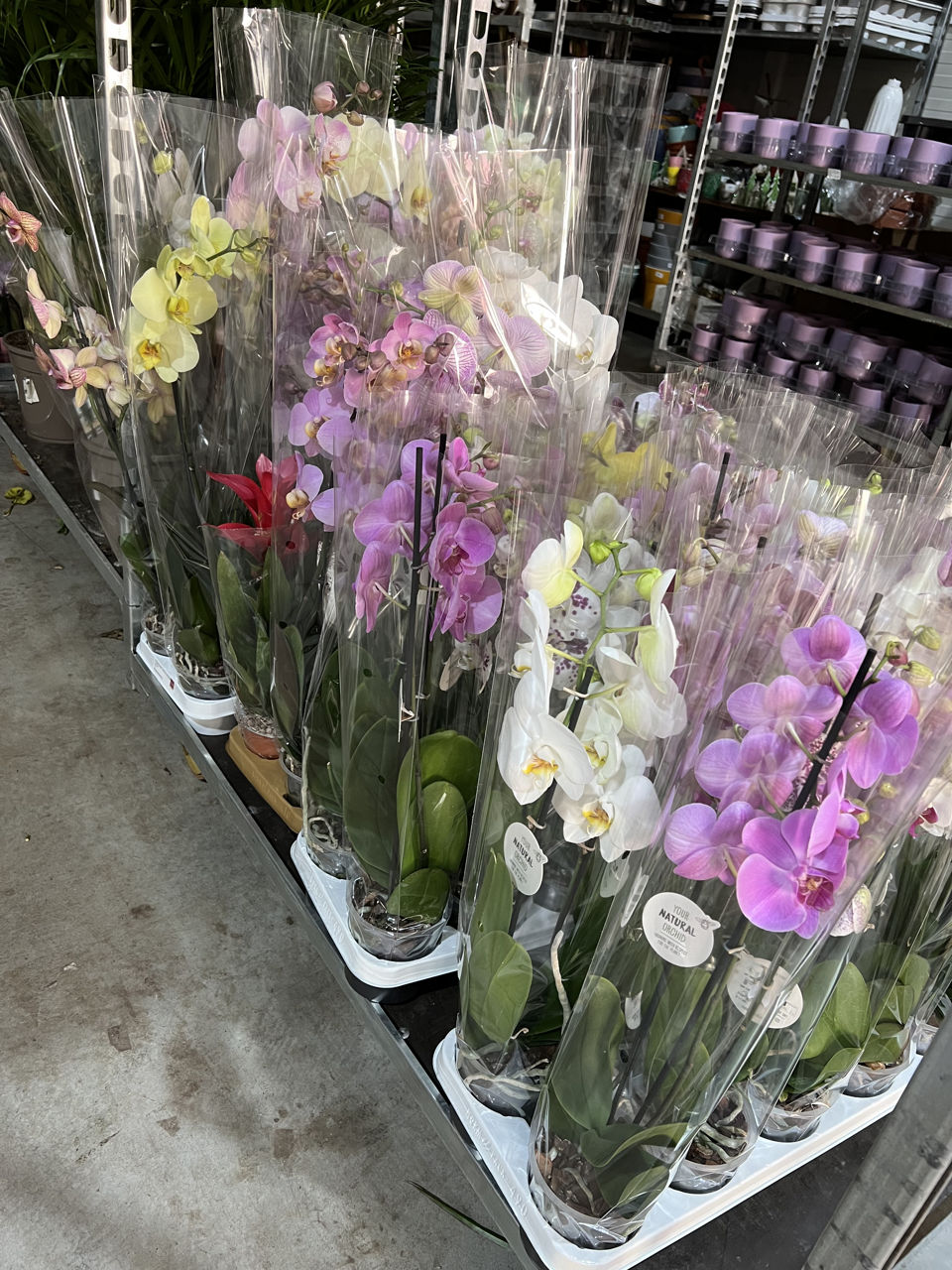 Flori de camera la pret angro! Direct de la producator!