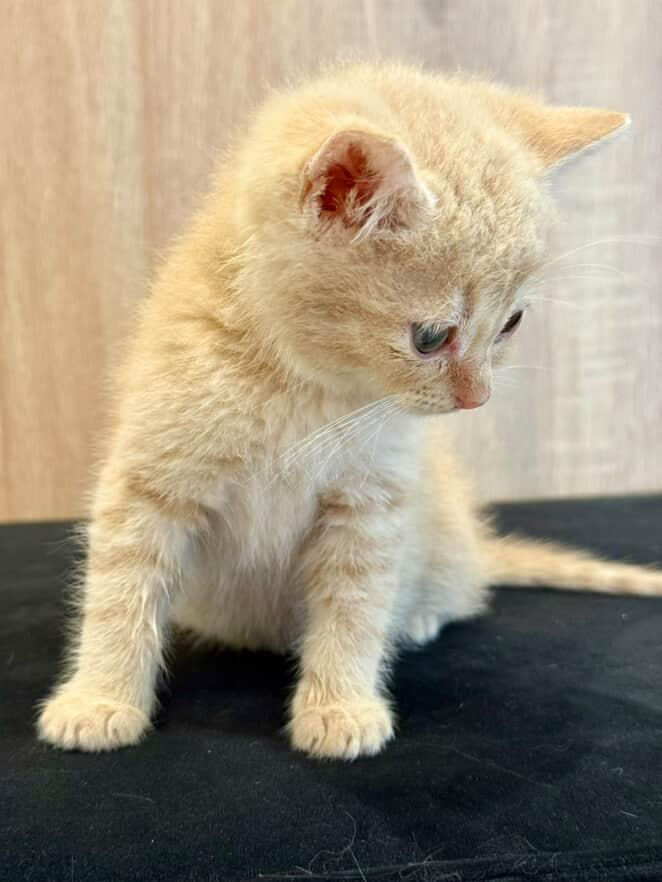 Срочно нужно дом котятам! Помогите спасти малышей foto 8