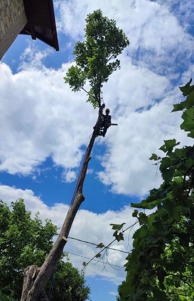 Tăierea copacilor , Пилим деревья. foto 1