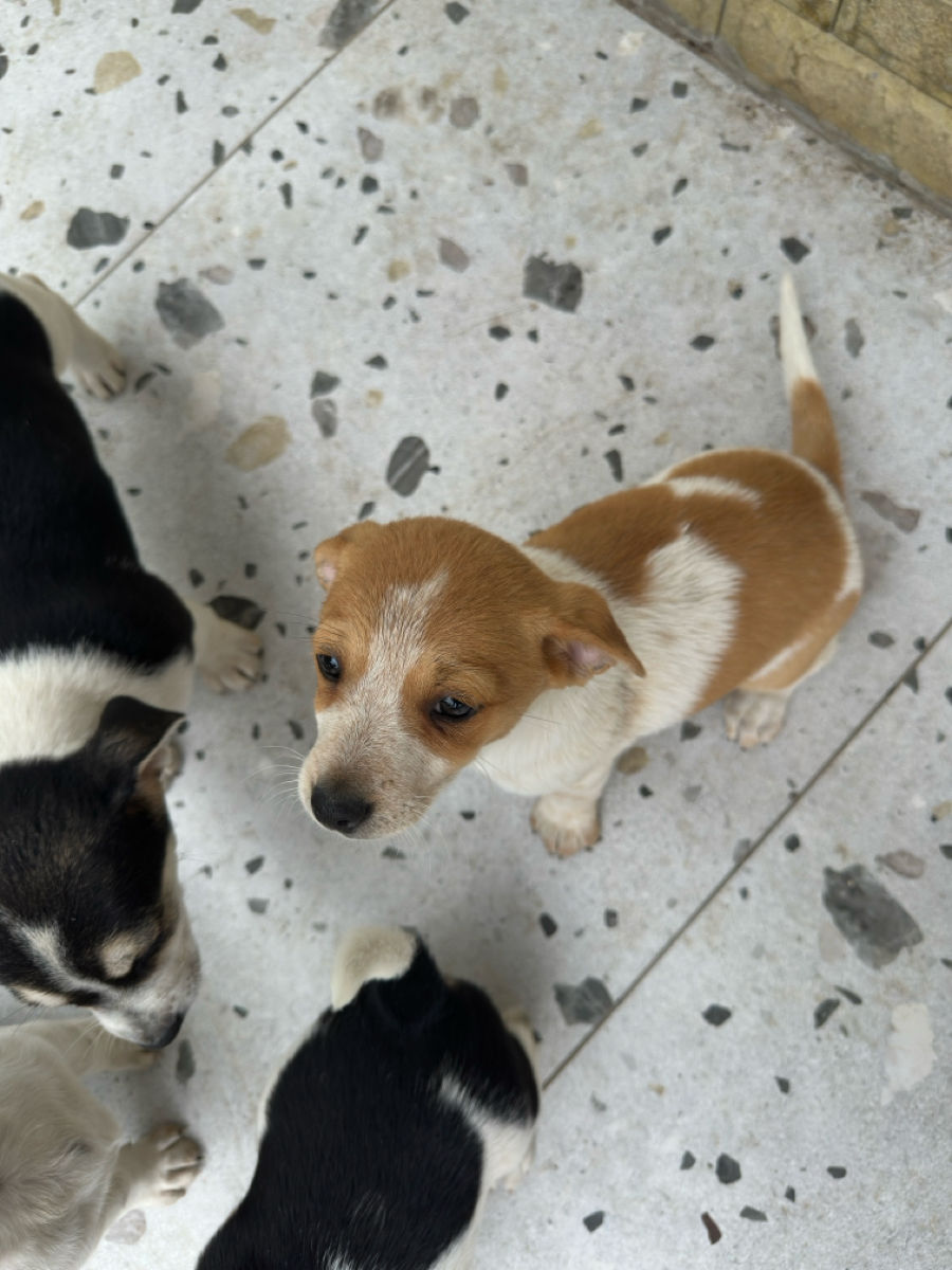 Pui Jack Russell Terrier (metis) de vânzare  foto 1