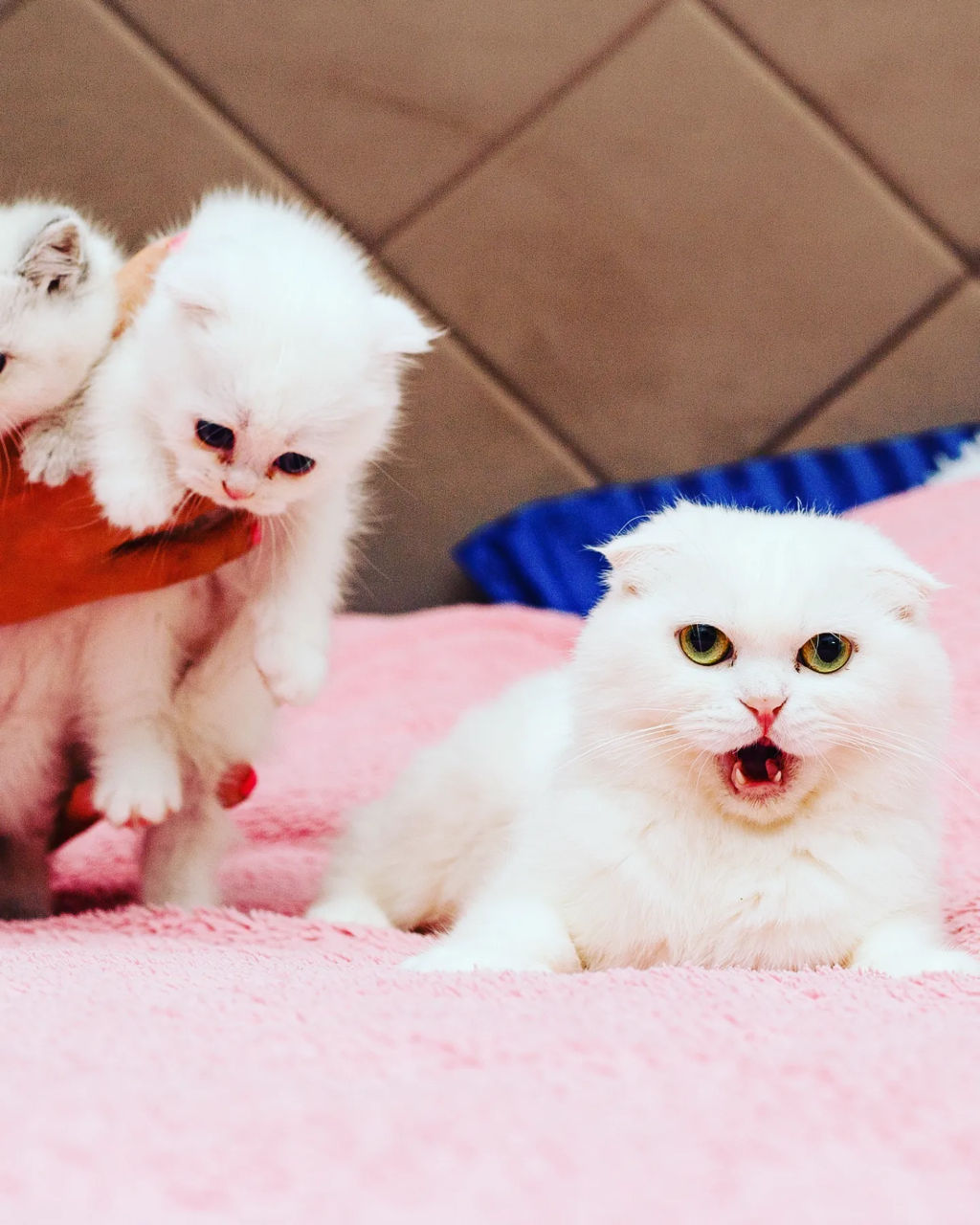 Шикарные Котята разных окрасов Шотландские Scottish Stright Scottish Fold фото 2