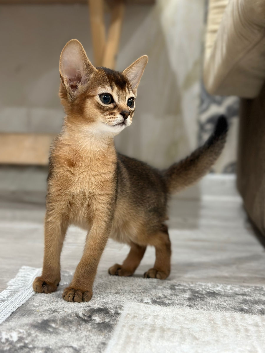 Абиссинские котята фото 5