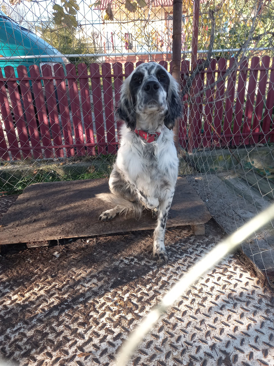 Английский Сеттер