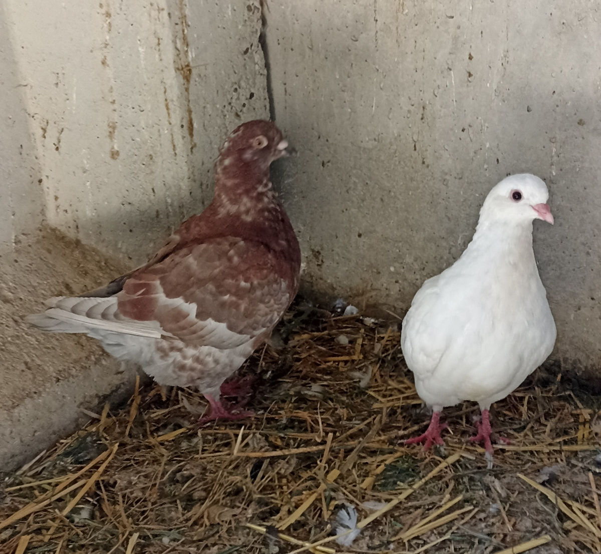 Hulubi ,porumbei.Schimb.  Puișori la 50 leibucata. foto 5