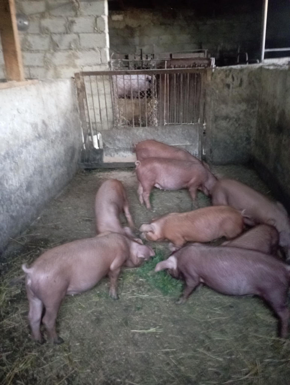 Vînd purcei rasă duroc  foto 0