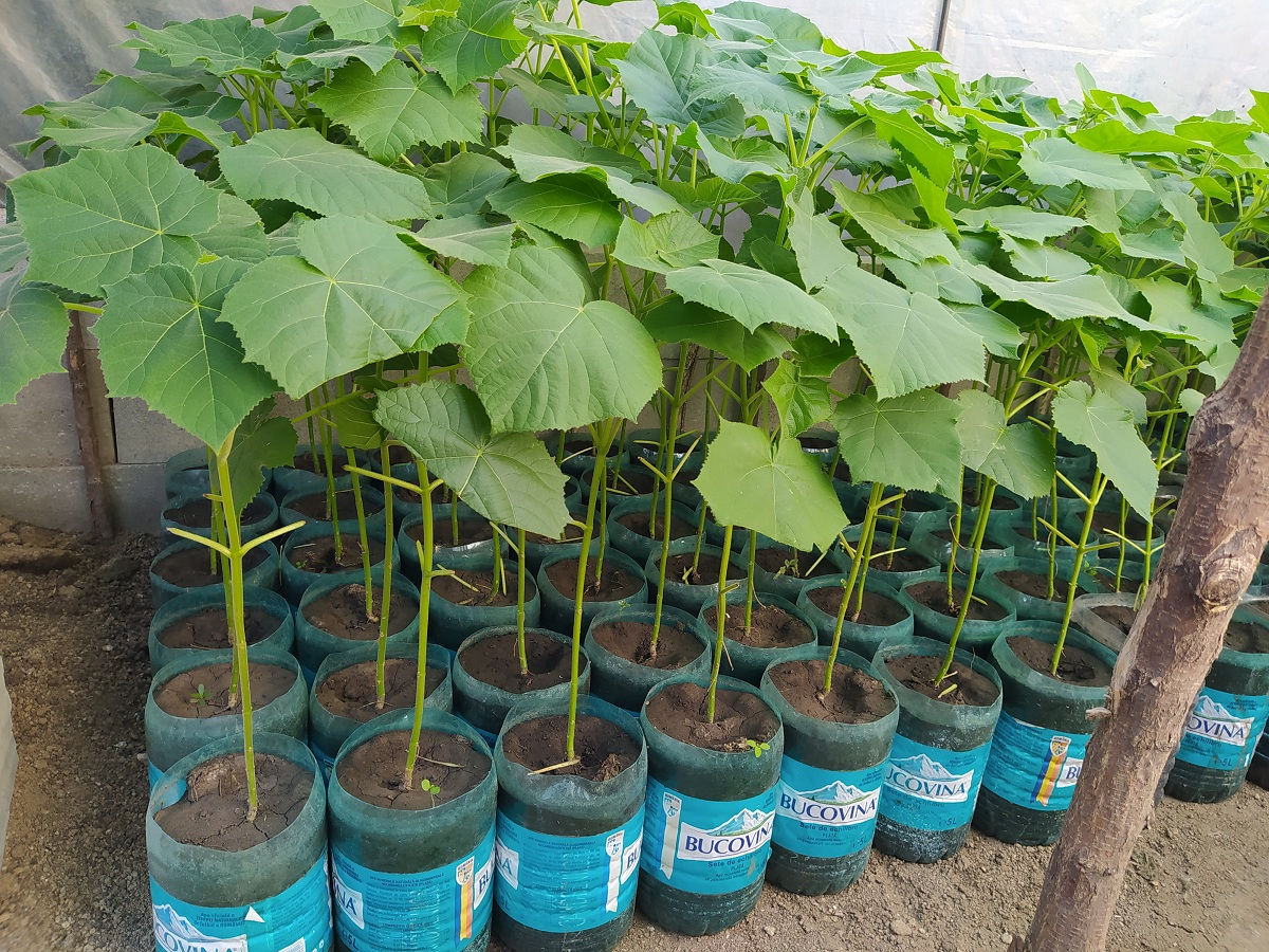 Paulownia.Puieti.Павловния.Саженцы.Алюминиевое дерево.Чудо-дерево павловния. фото 4