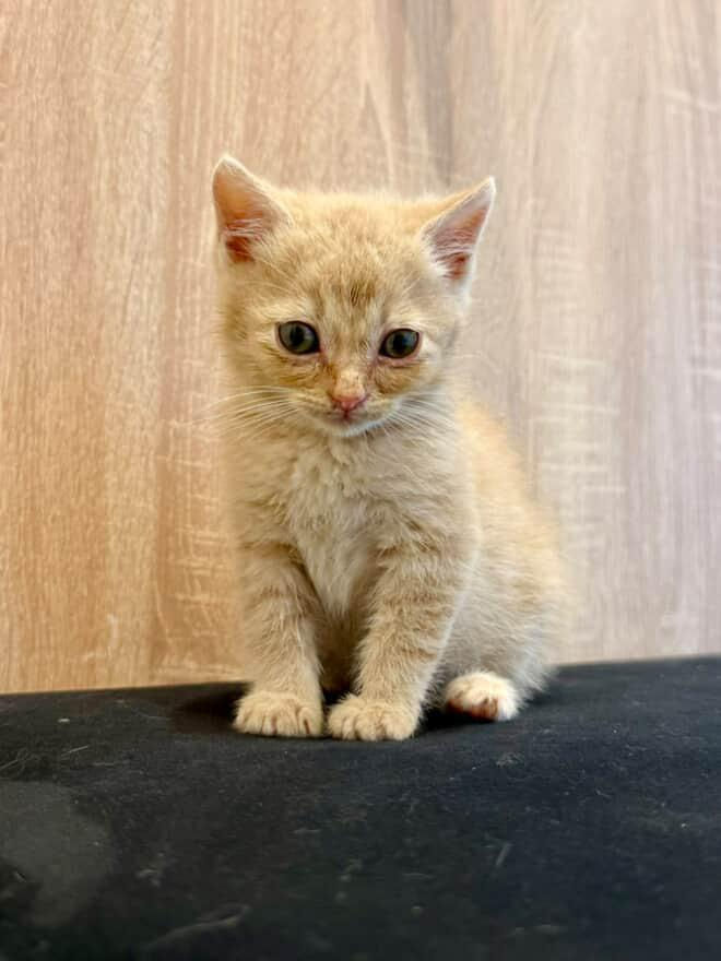 Срочно нужно дом котятам! Помогите спасти малышей foto 2