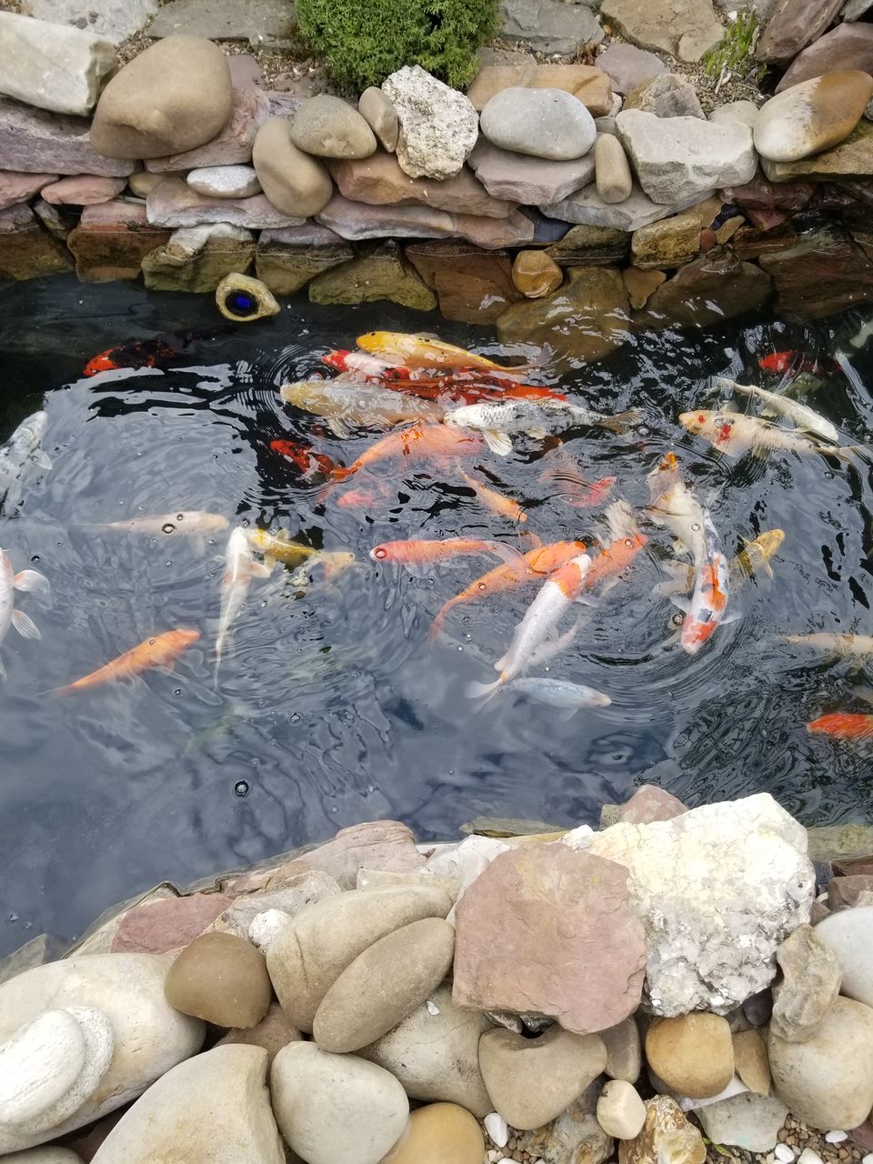 Karp-Koi peşti de vânzare ( avem și micuți ) foto 7